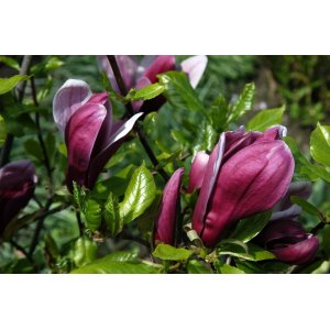 Magnólia ľaliokvetá (Magnolia liliflora) ´NIGRA´ - výška 20-40 cm, kont. C2L (-24°C)